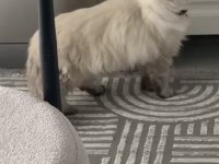 Beyaz uysal kedimiz çok tatlı bir yüzü var