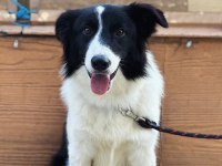 Eğitimli Border Collie – SKS 1.si İstanbul
