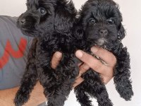 Poodle ayarı maltipoo yavrularımız uygun