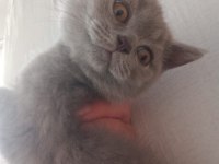 SCOTTİSH VE BRİTİSH SHORTHAİR BEBİŞLER UYGUNA!