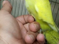 yavru yeni düşmüş Jumbo erkek muhabbet kuşu