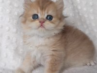 Blh 2 Aylık Dişi British Longhair