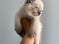 2 Aylık Scottish Fold