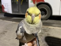Evcil konuşabilen sultan papağanı