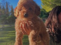 FCI / KIF SECERELİ ŞAMPİYON ANNE VE BABADAN POODLE YAVRULAR