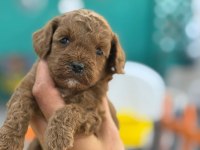 Show kalite Poodle yavrularımız