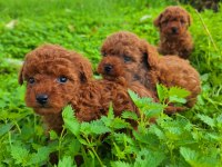 Toy poodle muhteşem bebekler