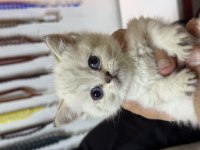 Safkan oyuncu scottish fold bebekler yuvalarını bekliyor