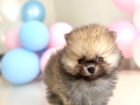 Pomeranian Boo Ayı Surat