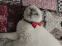 Yuva arıyoruz kedime