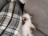 A kalite garantili british shorthair yavrularım
