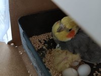 6 yumurtalı 2 yavrulu sultan papağanı takım
