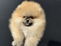 Ankarada ziyarete açık pomeranian yavrular