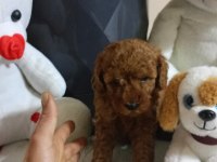 45 günlük poodle kuru mama yiyorlar
