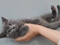 2 aylık british shorthair