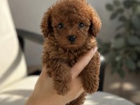 Ailenizin Yeni Üyesi Poodle