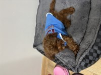 5 Aylık Poodle Yavrumuz Lidya