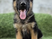 Üst düzey alman çoban köpeği yavruları