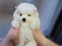 Ayı Surat Kar Beyaz Pomeranian Yavrum