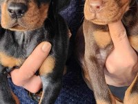 Safkan King Doberman Yavrular