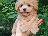 Kore eğitimli maltipoo