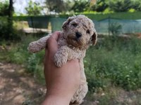 2 aylık poodle