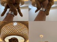REDBROWN TEACUP MALTİPOO WC PET EĞİTİMLİ