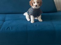Herkesle 40 yıllık arkadaş gibi olan maltipoo