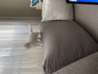 Chinchilla 1,5 Aylık Yavrular