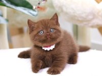 Zarafet Timsali Chocolate British Shorthair