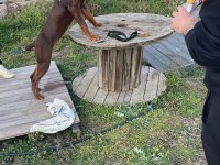 Saf Irk Doberman Köpeği