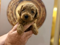 Toy poodle yavru köpeklerimiz