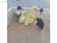 Yavru Ördeklerimiz mevcuttur çiftliğimizde