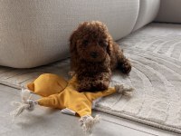 Sevimli Toy Poodle Bebek