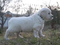 Golden Retriever Yavrular İstenirse Kapınıza Teslim