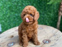 Toy poodle mini boy dişi yavrumuz