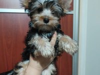 Yorkshire terrier erkek yavru