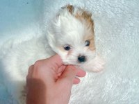 Show Kalite Tea Cup Morkie Yavrumuzu Canlı Görün