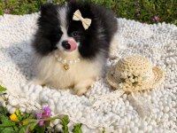 Dişi Panda Pomeranian Boo