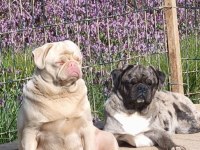 Yetişkin Ping ve Egzotik Pug Mops lar