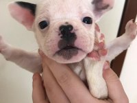 5 erkek yavru french bulldog sahiplenilmeyi bekliyor