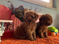 ORJİNAL TOY POODLE YAVRULAR