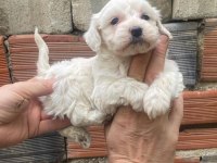 Maltipoo Kalite Yavrular Irk Sağlık Garantili