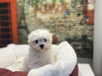 Maltese Terrier Yavru Köpeklerimiz