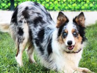 Şecereli border collie
