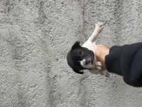French bulldog yavru köpeklerimiz