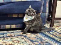 USLU BRİTİSH SHORTHAİR EV KEDİSİ YENİ YUVASINI ARIYOR