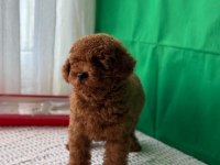 Kore Ve Toy Poodle Bebekler
