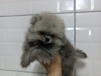 Orjinal ayı surat pomeranian boo yavrularımız