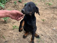 3 AYLIK DOBERMAN YAVRUSU